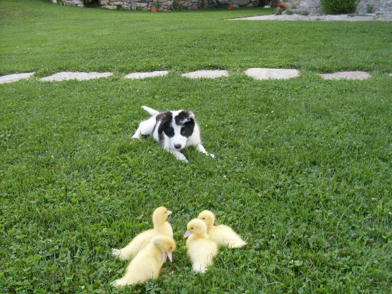 Can Gallo 亚纳斯 外观 照片